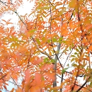 20121007_yakedake_yw_0629.jpg